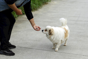 小狗 主人 喂食