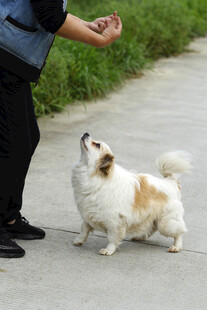小狗 喂食