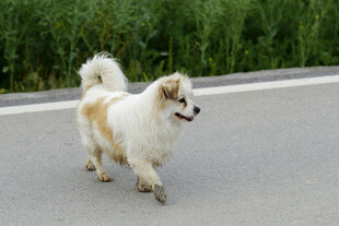  白狗