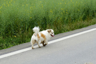 小狗 道路