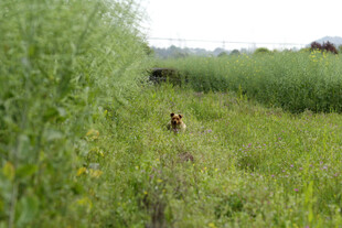 田野 草地 小狗