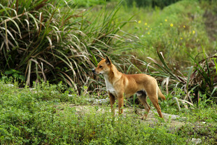 野犬 草地