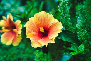 两朵艳丽的黄红色木槿花