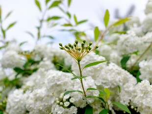 洁白繁茂的绣线菊绽放