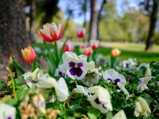 春日花园多彩花卉绽放