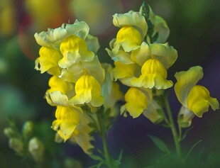 黄色金鱼草绽放