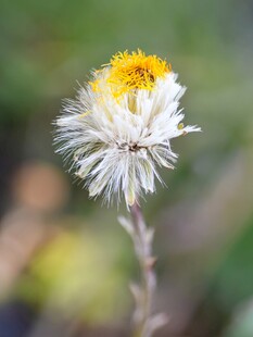 白色绒毛黄色花蕊小花
