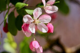 娇艳海棠花绽放