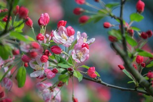 春日繁花绽放的绚丽枝头