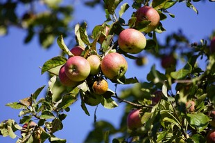 枝头硕果累累的多彩果实