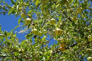 枝头硕果累累的翠绿果树