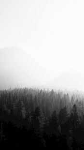 雾中森林景观