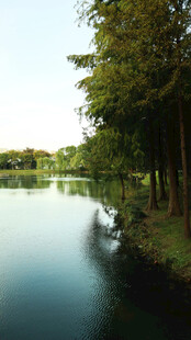 宁静湖畔绿树成荫美景