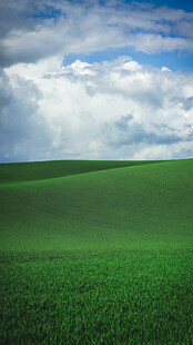 广袤绿野上的蓝天白云