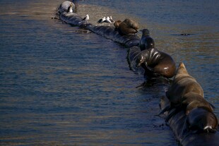 牛 渡河壮观景象