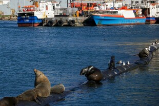 海面上的海豹与船只景象