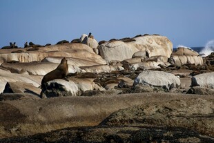 海岸边的海鸟与岩石景观