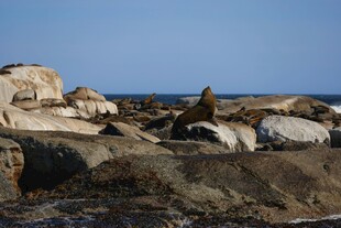 海边嶙峋礁石景象