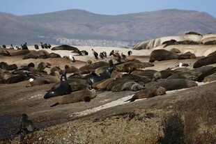 沙漠中聚集的大量海豹