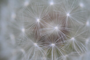 微距下的蒲公英种子