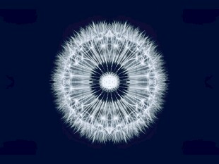 梦幻白色蒲公英图案