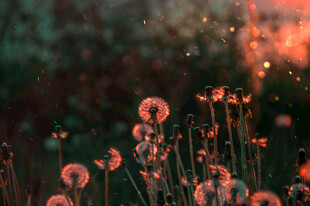 夕阳下的蒲公英美景