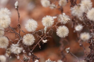 干枯绒球状植物特写