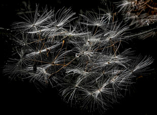 黑色背景下的蒲公英种子