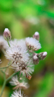 白色绒球小花特写