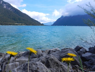 湖畔岩石上的黄色小花