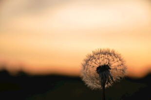 夕阳下的蒲公英