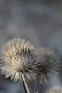 干枯蓟花特写