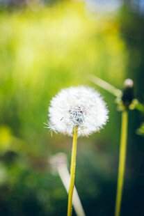 阳光下的蒲公英