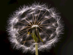 蒲公英特写