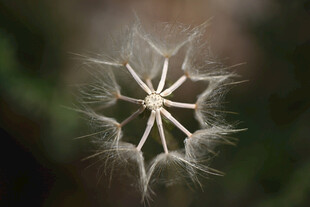 蒲公英种子特写