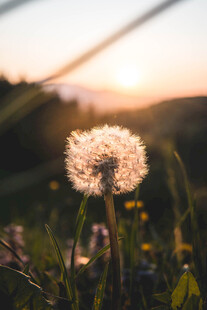 夕阳下的蒲公英