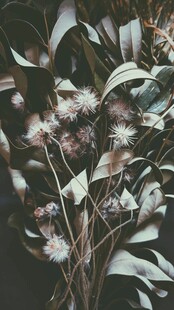 素雅银叶菊花卉特写