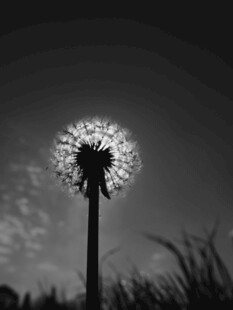 黑白蒲公英的孤独之美