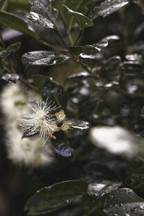 带水珠的植物花朵特写