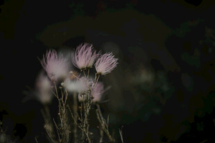 暗夜中的柔美蒲公英