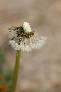 蒲公英花苞特写