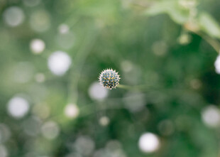微距下的清新植物球果