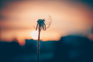 夕阳下的孤独蒲公英