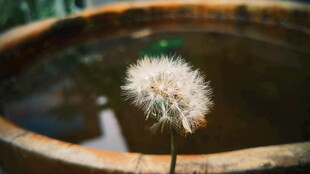 独株蒲公英于旧容器中绽放