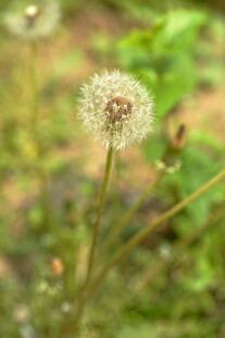 田野中的蒲公英特写