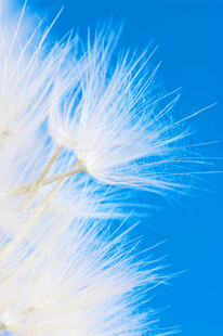 蓝天下的轻盈蒲公英