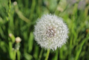 蒲公英在绿草丛中绽放