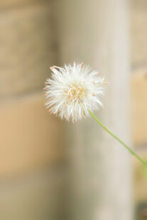 单朵小白花特写