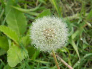 草地上的蒲公英球