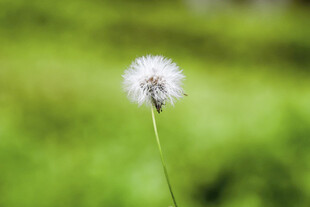 独株蒲公英绽放于绿野